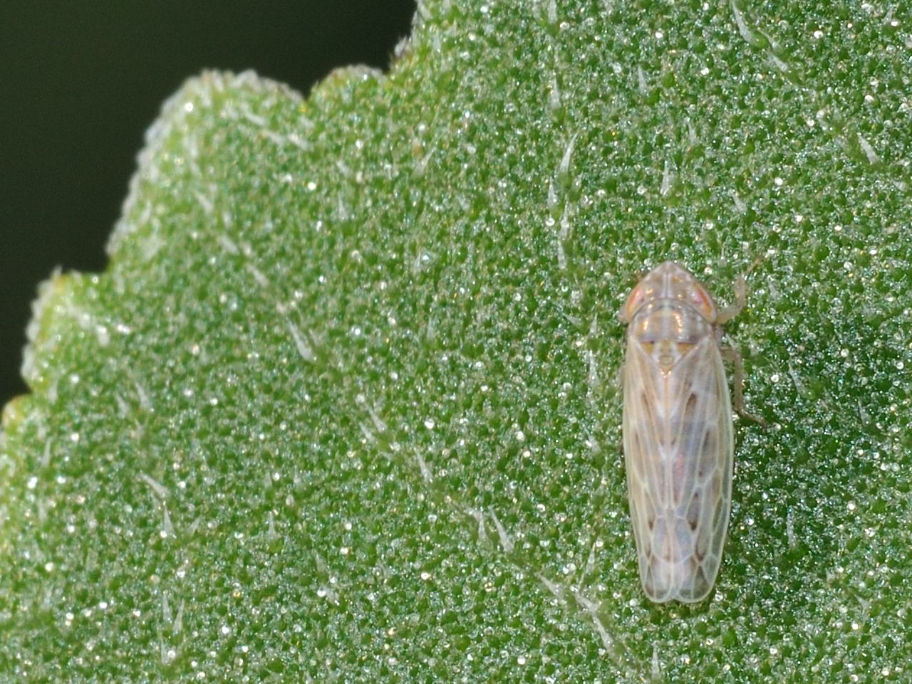 Cicadellidae: Psammotettix sp.
